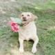 Pets In Wedding