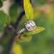 Wedding & Engagement Rings