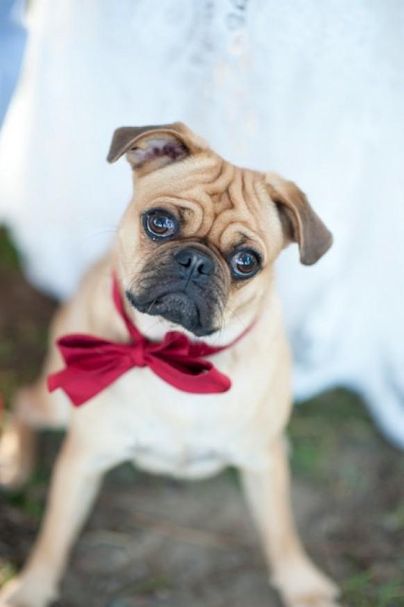 wedding photo - With Pets