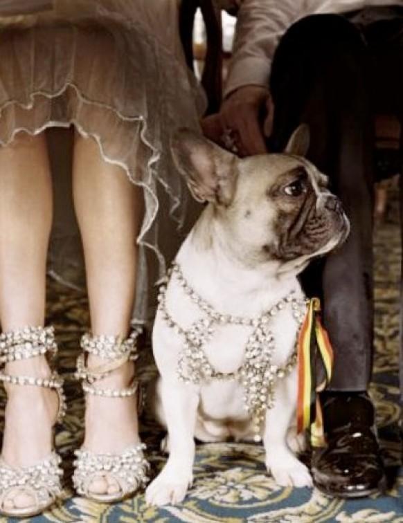 wedding photo - Домашние животные в свадебной церемонии, мопс драгоценности