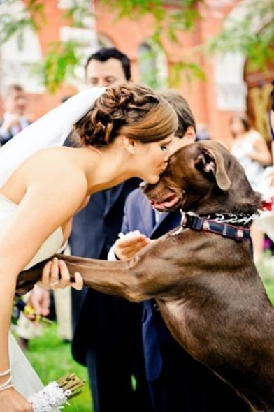 Wedding - Pets In Wedding