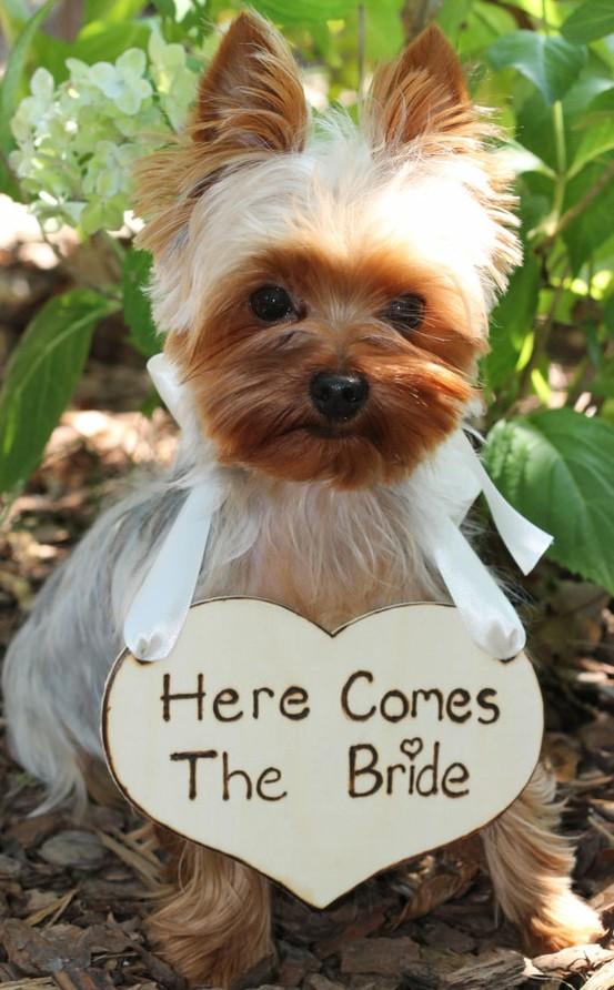 Свадьба - Pets In Wedding
