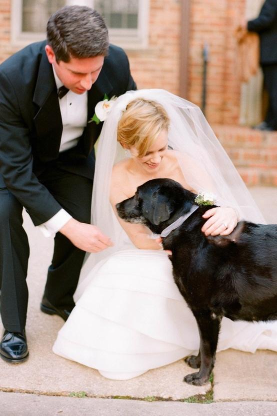Hochzeit - Pets In Wedding