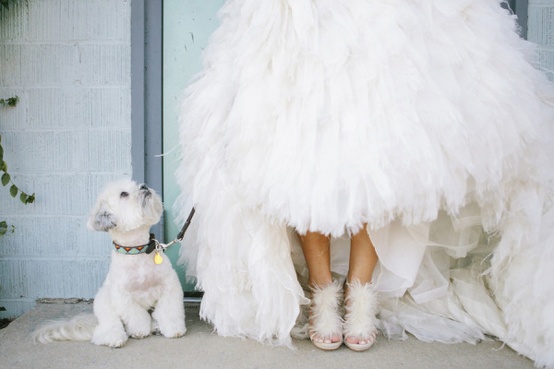 Wedding - Pets!