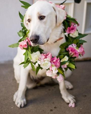 زفاف - الحيوانات الأليفة في حفل الزفاف