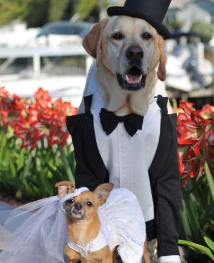 Mariage - Les chiens lors des mariages