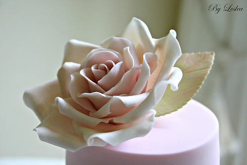 Mariage - Rose rose