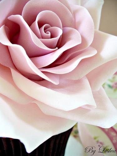 Hochzeit - Pink Rose