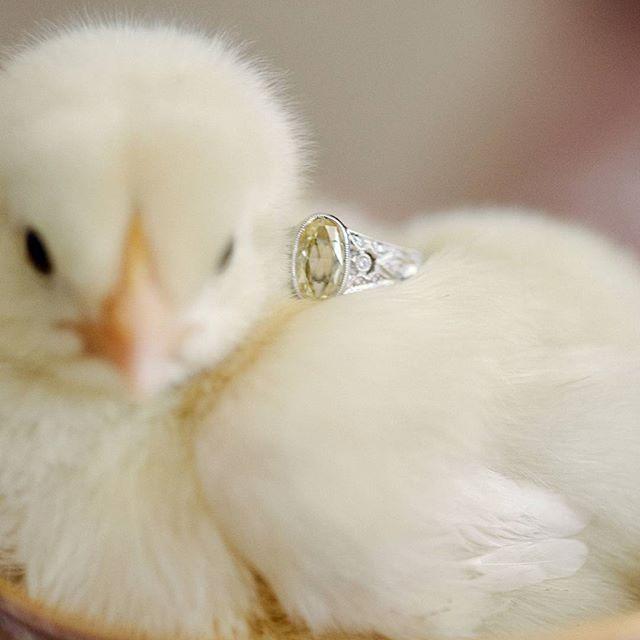Hochzeit - Wedding Chicks™