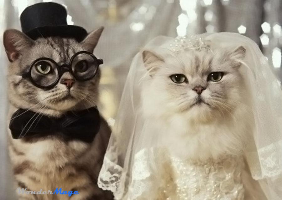 Hochzeit - Cat Wedding Dresses