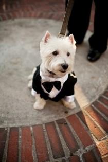 wedding photo -  Pets In Wedding