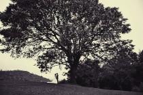 wedding photo - شجرة كبيرة