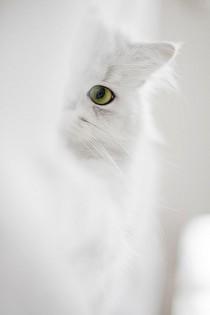 wedding photo - White Cat 