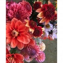 Poppies & Posies wedding photo - Poppies & Posies