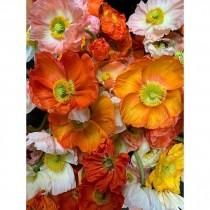 Poppies & Posies wedding photo - Poppies & Posies