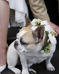 wedding photo - Trained Pets For Wedding Appearance