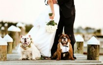 wedding photo -  Pets Down The Aisle