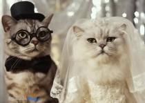 wedding photo - Cat Wedding Dresses 