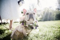 wedding photo - Домашние животные